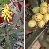 Aloe citrea (ex Lomatophyllum) Madagascar ©JLcoll.2462.jpg